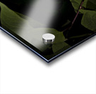 One White Calla Lily  Acrylic print