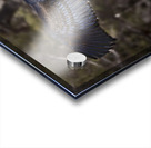 Vulture Rainbow Colors Acrylic print