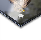 Raptor Red Tailed Hawk  Ruffled Feathers Acrylic print