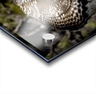 Avian Center for Birds of Prey South Carolina Acrylic print