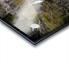 Florida Marsh Winter White Egret  Acrylic print