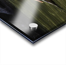 Pelican Coming in for a Landing Acrylic print