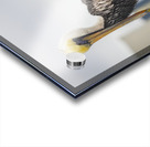 Pelican King of the Mountain Acrylic print