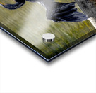 Anhinga Sunning My Wings Acrylic print