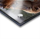  Nip of the Day Acrylic print