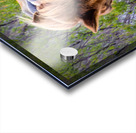 Wild Horses Sparring Acrylic print