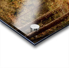 McClellanville Forest Wetlands Trail Acrylic print