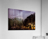 Peeking Through Trees Acrylic Print