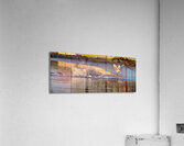 Surprise Porpoise Heron Attack Acrylic Print