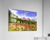 Canadian Rocky Mountain Indian Paintbrush Acrylic Print