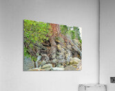 Lake Tahoe Gnarled  Root Tangle Acrylic Print