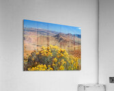 The Straw Flower Bouquet in the Tahoe Desert Acrylic Print