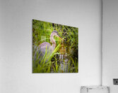 Breakfast at Peaks of Otter Acrylic Print