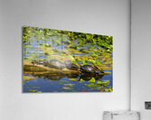 Turtle Row Spa Line Up Acrylic Print