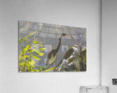 Tri Colored Heron with Backlighting Acrylic Print