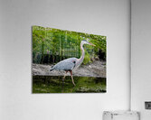 The Heron Strut Acrylic Print
