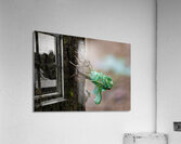 Annual Cicada Molting Acrylic Print