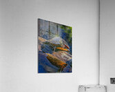 Painted Turtle Basking in the Sun Acrylic Print
