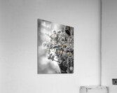 Resurrection Tree Fern Acrylic Print