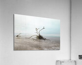 Botany Bay Tree 2 Acrylic Print