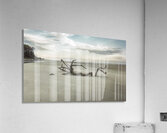 Beach Tree Relics Acrylic Print