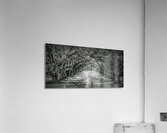 Oak Alley Canopy in Black and White Acrylic Print