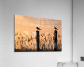 Lake Pontchartrain Seagulls Silhouette Perched on Piling Poles Acrylic Print