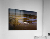 South Carolina  Marsh Heron Sunrise Acrylic Print