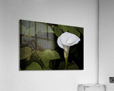 One White Calla Lily  Acrylic Print