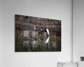 The Line-up white Egret Heron and  Coromont Acrylic Print