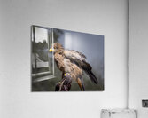 Raptor Red Tailed Hawk  Ruffled Feathers Acrylic Print