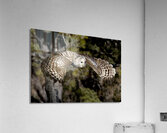 Avian Center for Birds of Prey South Carolina Acrylic Print