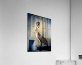 Big Beautiful Strutting Bird Acrylic Print