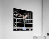 NASA Restricted Area Pelican Acrylic Print