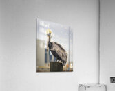 Pelican King of the Mountain Acrylic Print