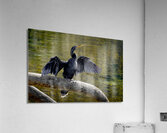 Anhinga Sunning My Wings Acrylic Print