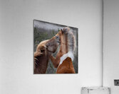  Nip of the Day Acrylic Print