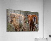 Paired Together Acrylic Print