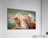 Wild Horses Sparring Acrylic Print
