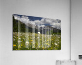 Dolomite Wild Flower Heaven Acrylic Print