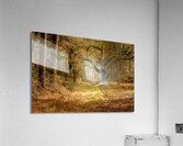 McClellanville Forest Wetlands Trail Acrylic Print