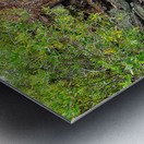 Lake Tahoe Gnarled  Root Tangle Metal print