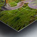 Breakfast at Peaks of Otter Metal print