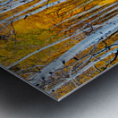 Colorado Autumn Aspens Metal print