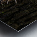 Annual Cicada Molting Metal print