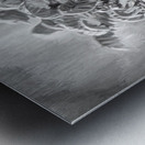 Resurrection Tree Fern Metal print