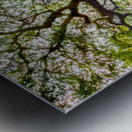 Spreading my Wings Metal print