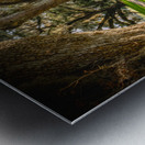 South Carolina Beaufort Live Oak Allee Metal print