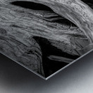 Abstract  Bald Cypress Tree Root Patterns in Black and White Metal print