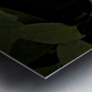 One White Calla Lily  Metal print